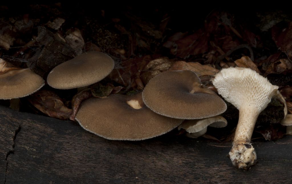 Fungo da determinare